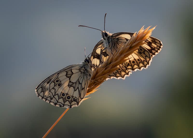 Pests, wind gusts can cloud picture-perfect settings