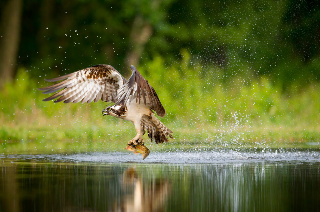 Osprey (Pandion haliaetus) diving and catching a rainbow trout, Scotland.