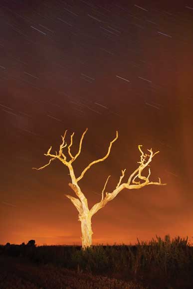 Star trails - lone tree