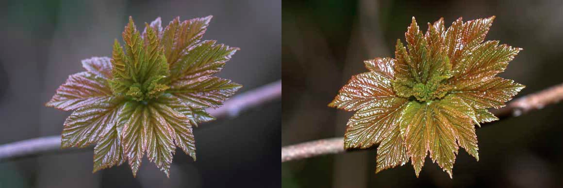 Sycamore leaf macro image
