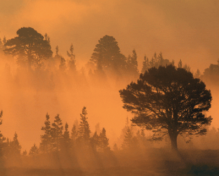 golden hour mist