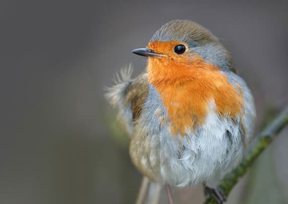 Winter Photography Projects - Birds