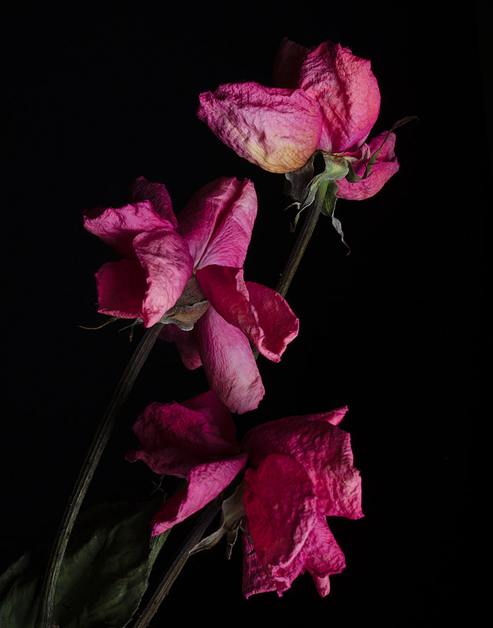 dried pink petals