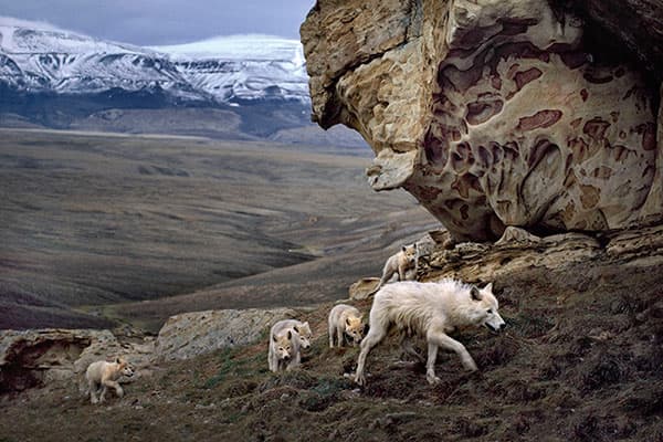 Remembering top wildlife photographer Jim Brandenburg