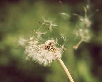 Close up focused shot of a dandilion head in the wind
