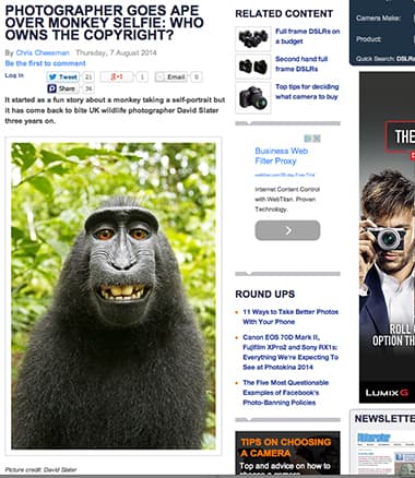 Wikipedia Defends the Monkey Selfie