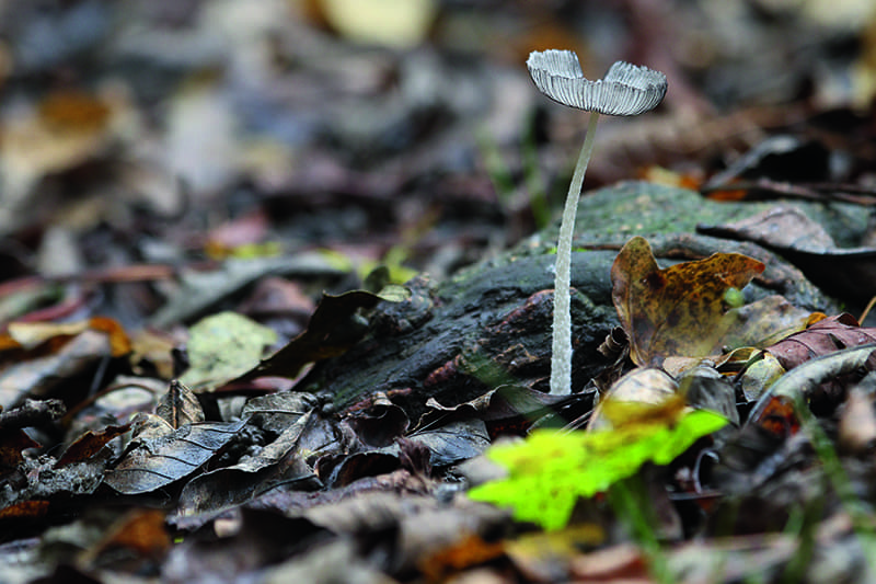 Canon EOS 5D Mark II sample image, small thin mushroom close up growing on the forest floor