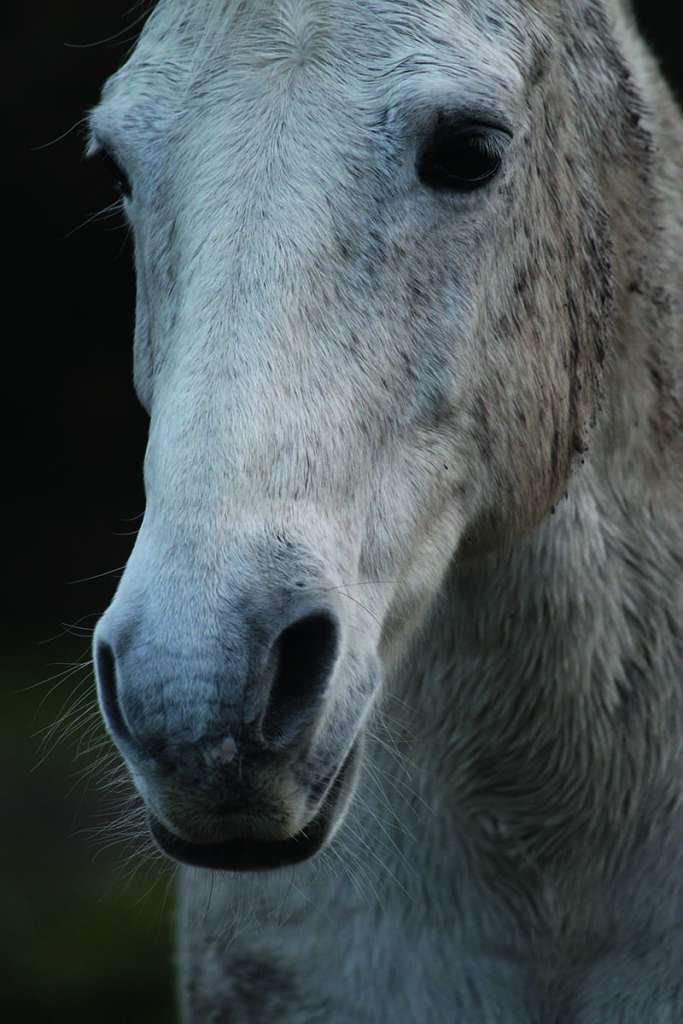 Canon EOS 5D Mark II sample image, head of a white horse