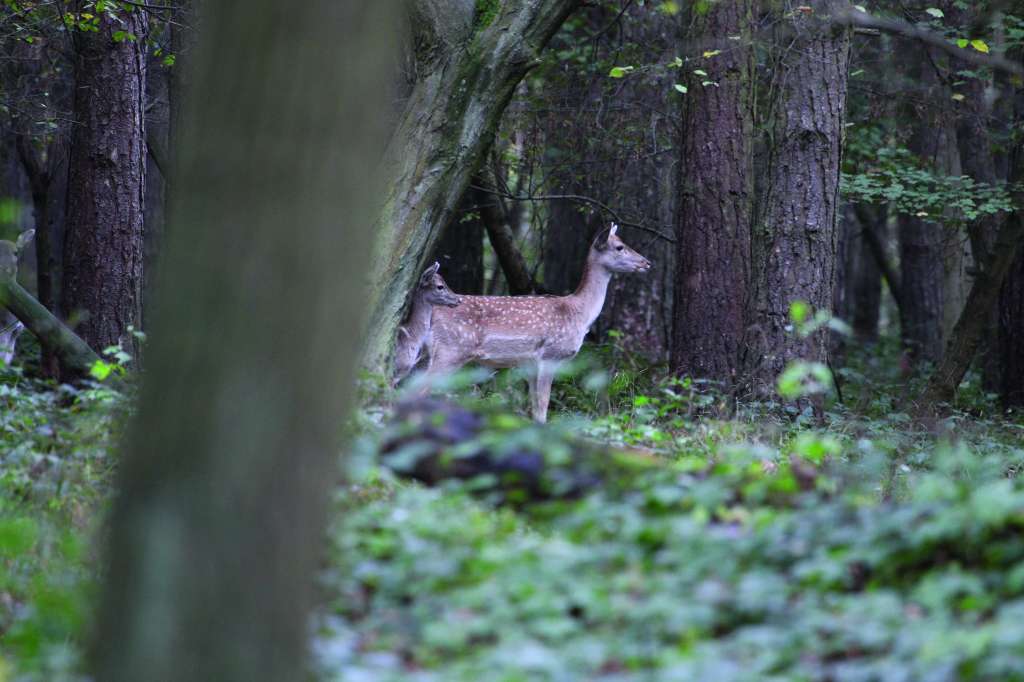 Canon EOS 5D Mark II sample image, two deers in a forest