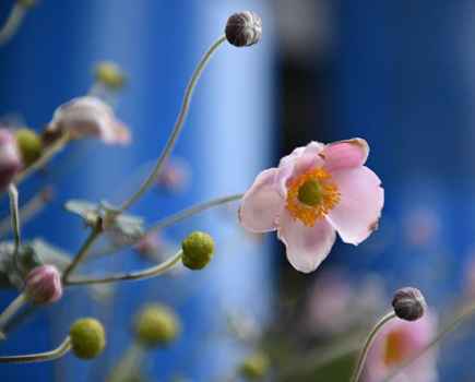 Nikon D750 sample image - flowers