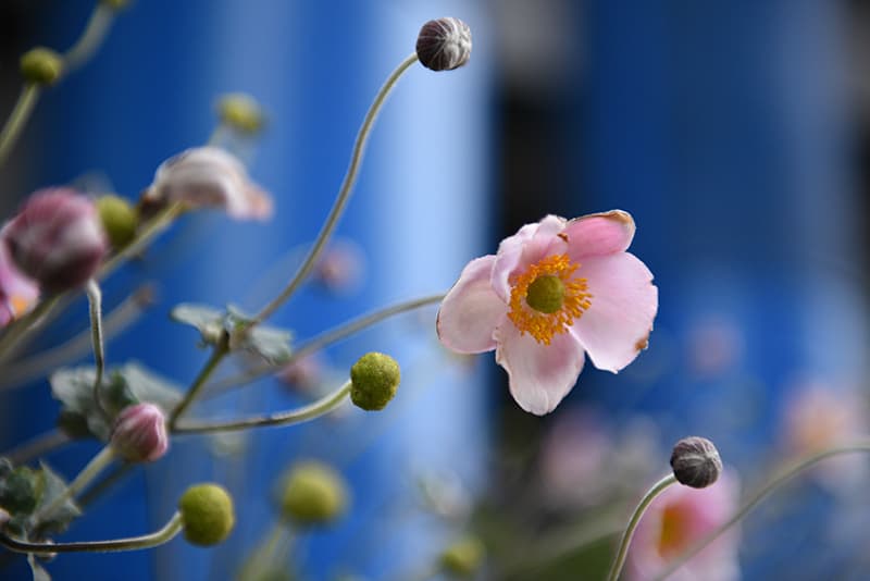 Nikon D750 sample image - flowers