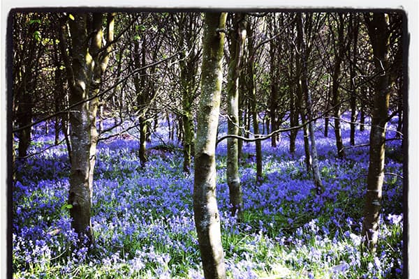 bluebells Ailsa McWhinnie