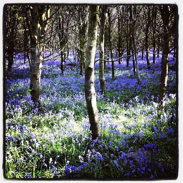 Weekly poll archive bluebells Ailsa McWhinnie