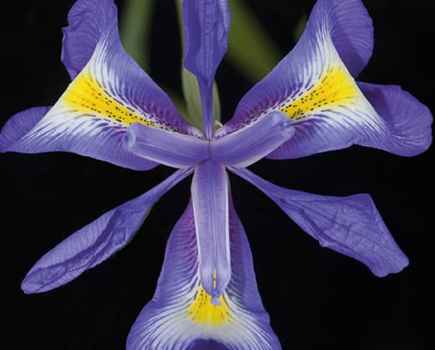 Heather Angel Iris