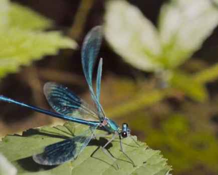 Shooting wildlife with 4K video