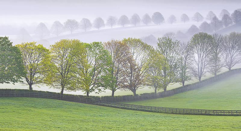 Colin Roberts misty landscape