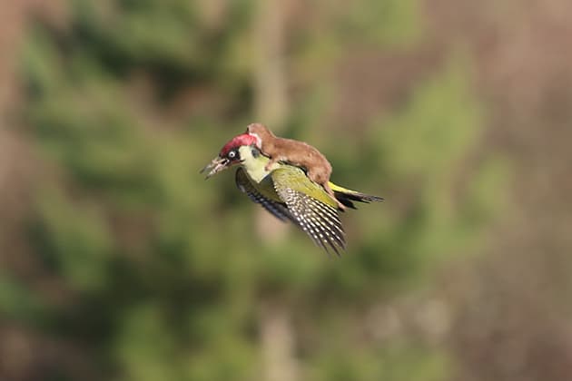 Weasel on woodpecker