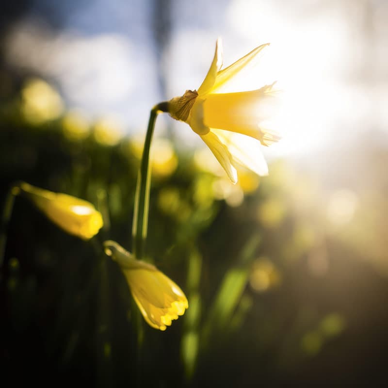 daffodil close up spring photo