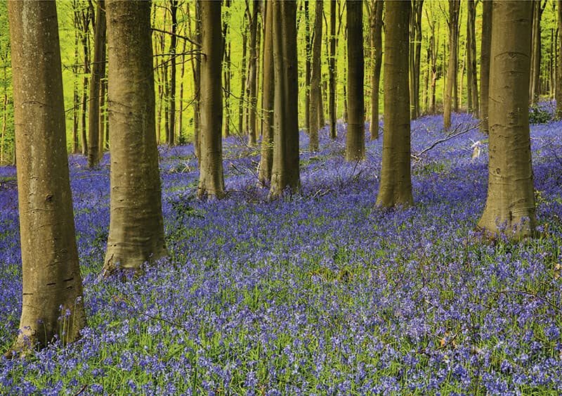 Mark Bauer bluebells in the wood spring photo tips