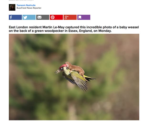 Photographer With Weasel