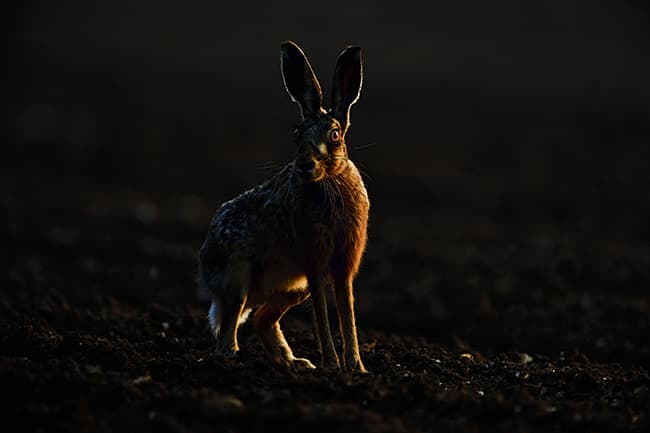 Hare - David Tipling