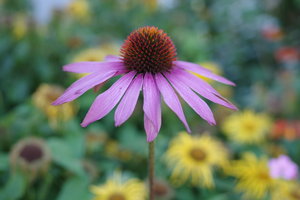 Flower photo. Taken with the Pentax K-S2 and 35mm F2.4 lens. Photo Joshua Waller.