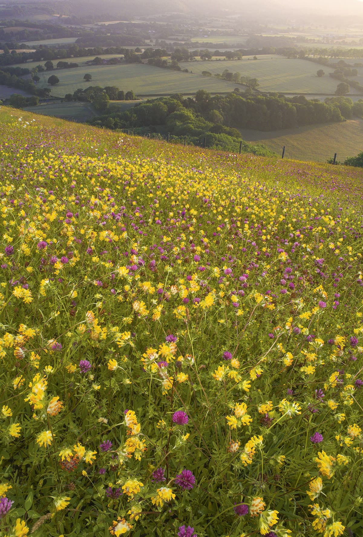 6 Different Ways to Easily Transfer an Image - Wildflowers and Wanderlust