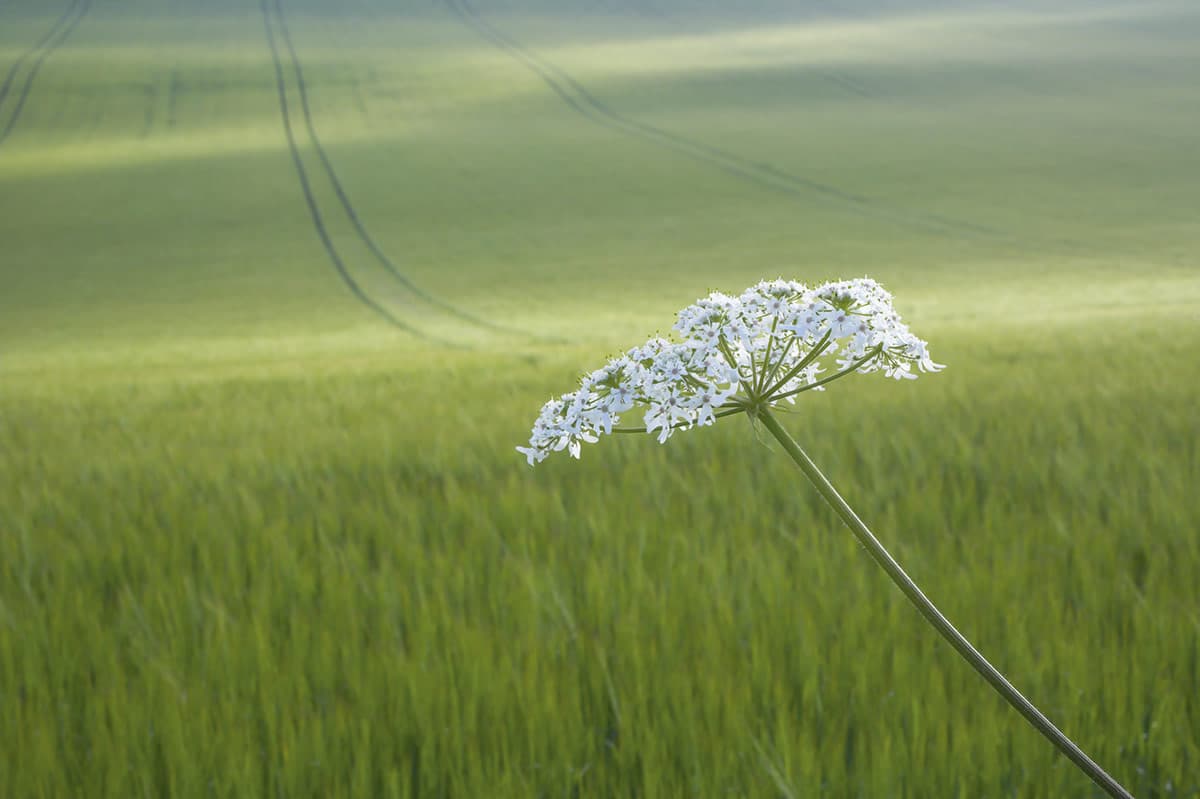 wildflowers in a wheat field