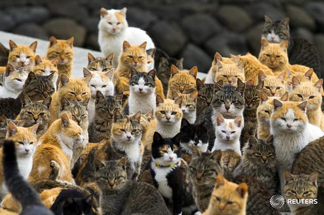 Cats crowd the harbour on Aoshima Island in the Ehime prefecture in southern Japan