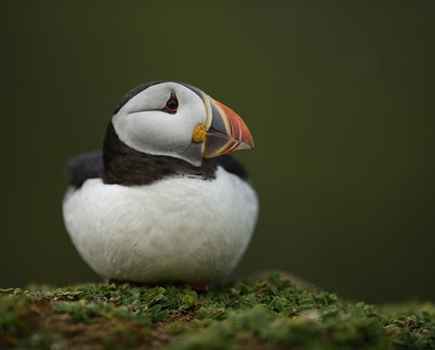 Atlantic puffins