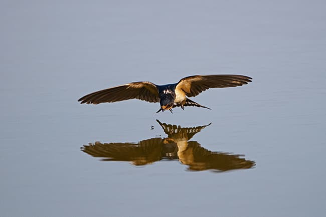 Bird photography: focus. Image by David TIpling