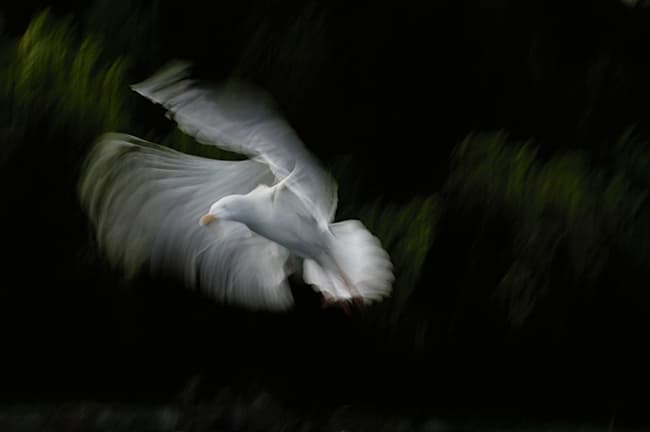 Bird photography motion blur. Image by David TIpling