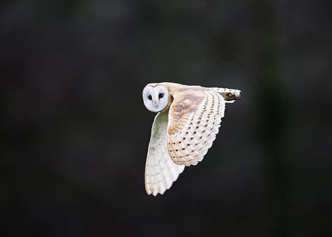 Bird photography: panning. Bird photography motion blur. Image by David TIpling
