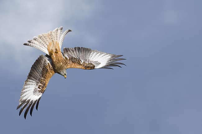 Bird photography: subject placement. Image by David TIpling