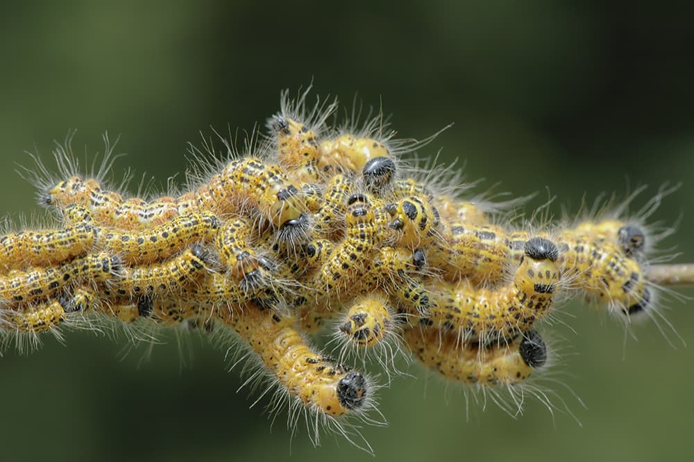 Buff-tip-moth-by-Jacky-Parker