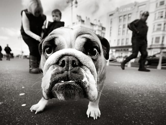 Bulldog on Seafront by Jerry Webb