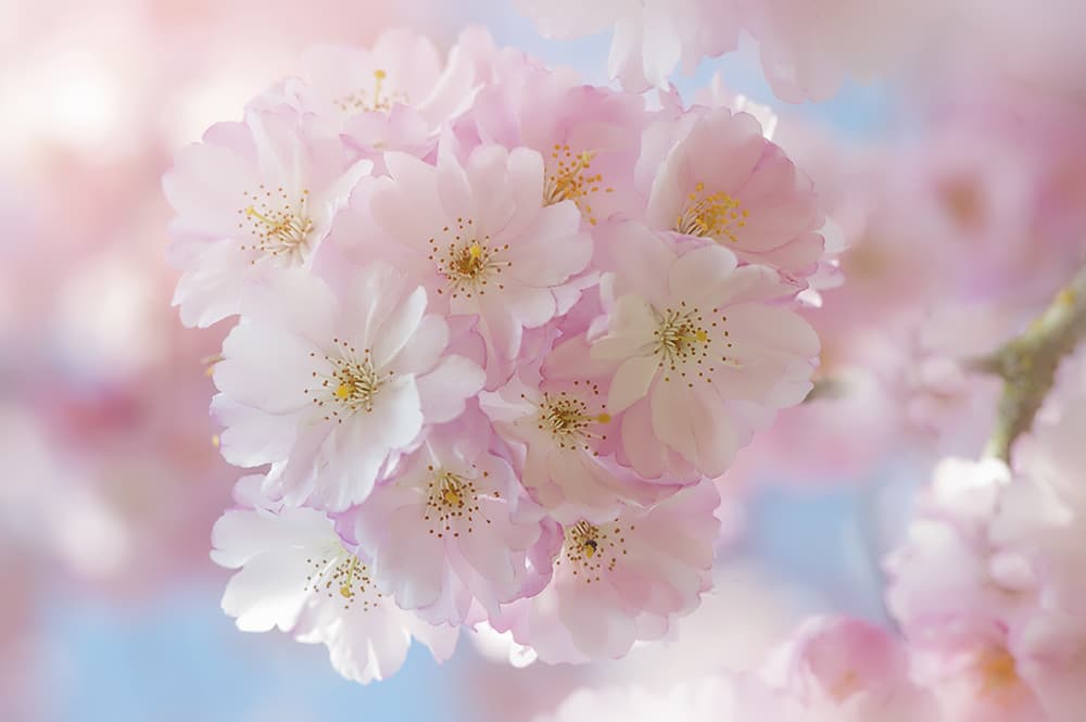 Cherry-blossom-by-Jacky-Parker