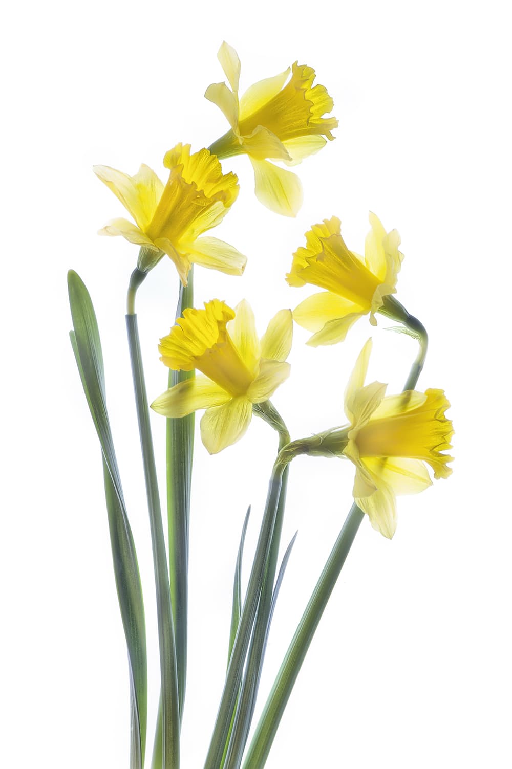 Daffodils by Jacky Parker
