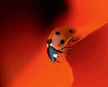 Ladybird by Jacky Parker