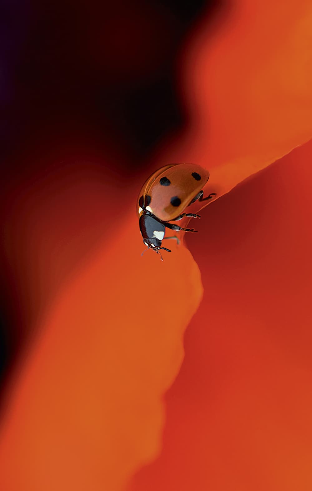 Ladybird by Jacky Parker