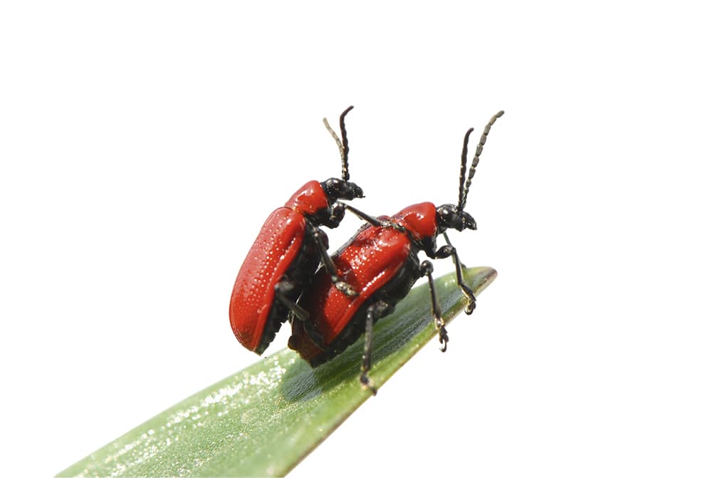 Lily beetles by Jacky Parker