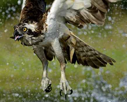 Osprey: by David Tipling