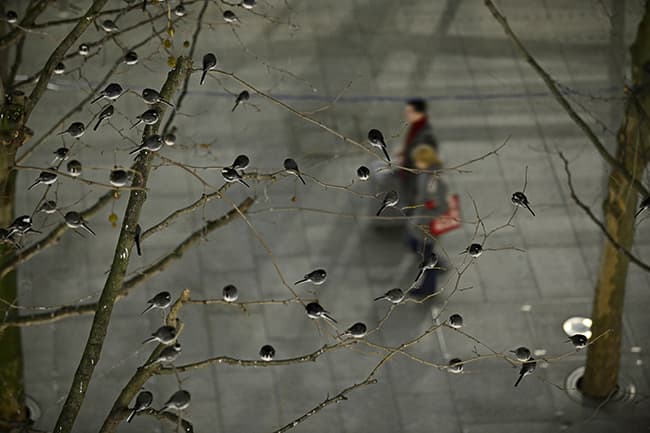 Pied wagtails roosting: by David Tipling