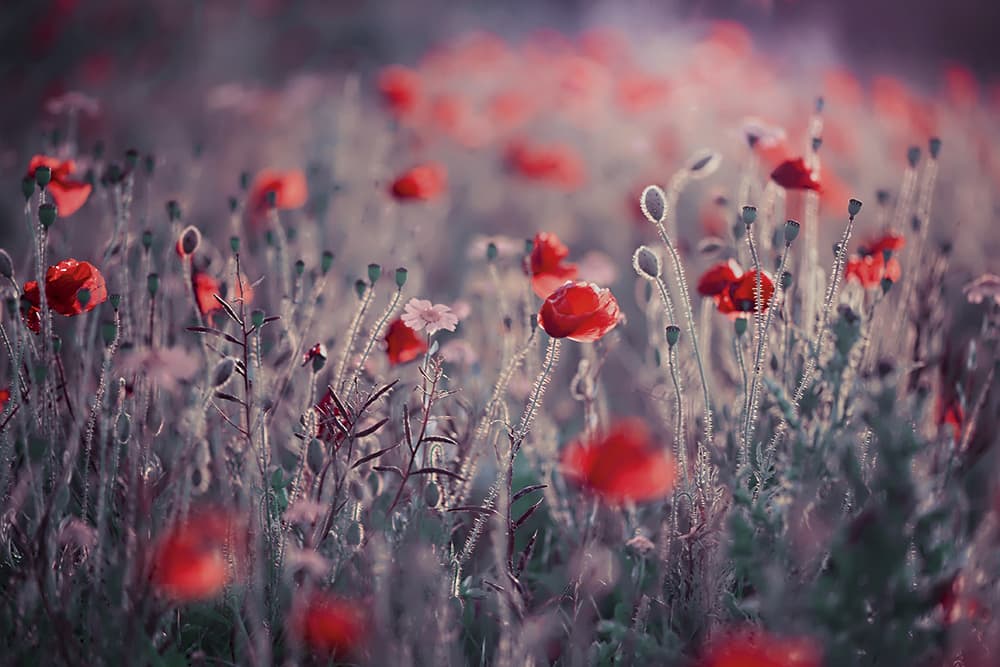 Poppies by Jacky Parker