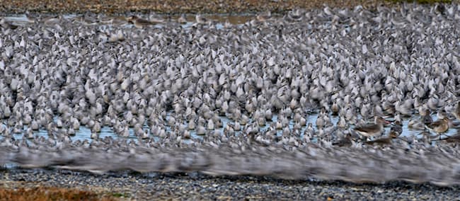 Red knots: by David Tipling
