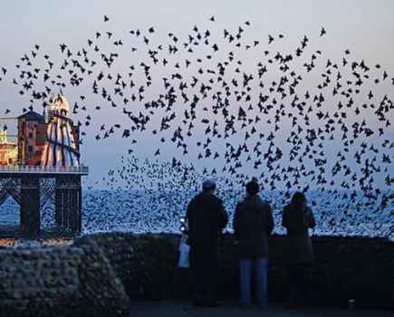 Roosting starlings: by David Tipling