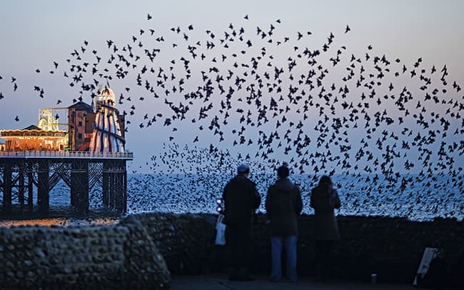 Roosting starlings: by David Tipling