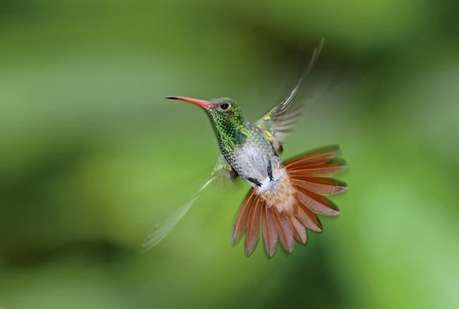 Rufous tailed hummingbird: by David Tipling