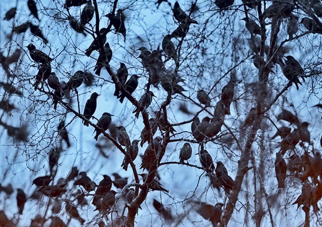 Starlings roosting in car park: by David Tipling