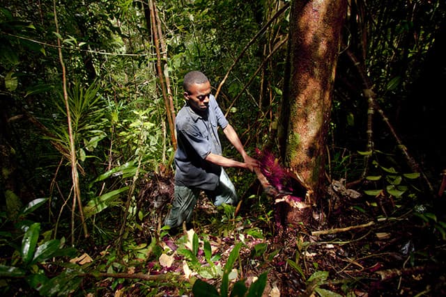 Illegal Logging in Madagascar